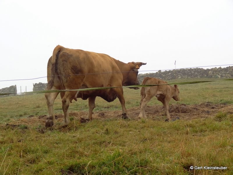 dieses Kalb haben wir gerettet