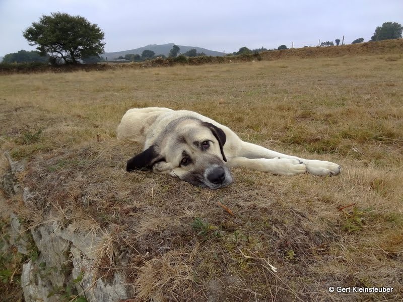 Müder Hund am Wegesrand