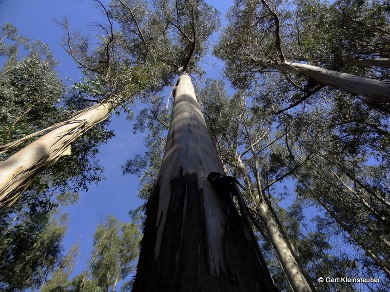 Rieseneukalyptus unter blauem Himmel