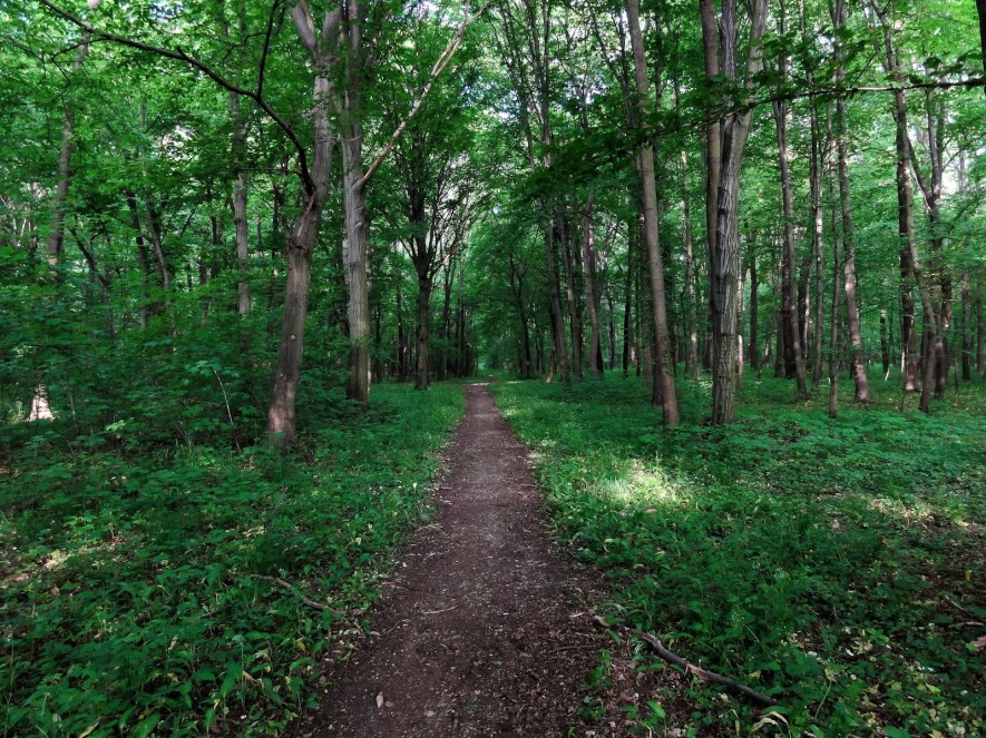 Auenwald hinter Horburg