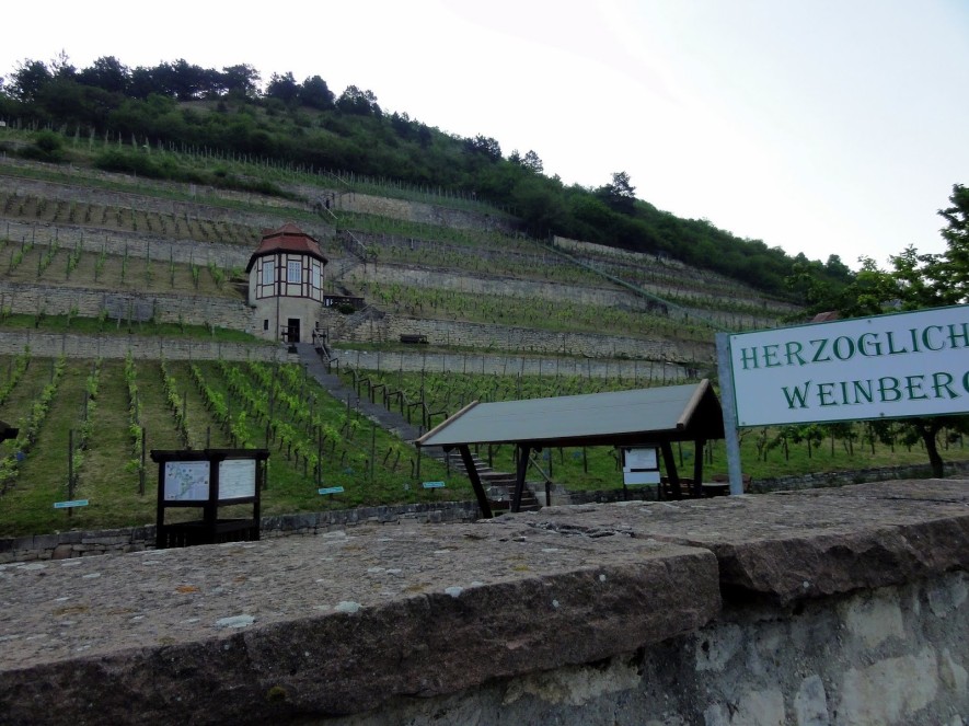 Herzöglicher Weinberg in Freyburg