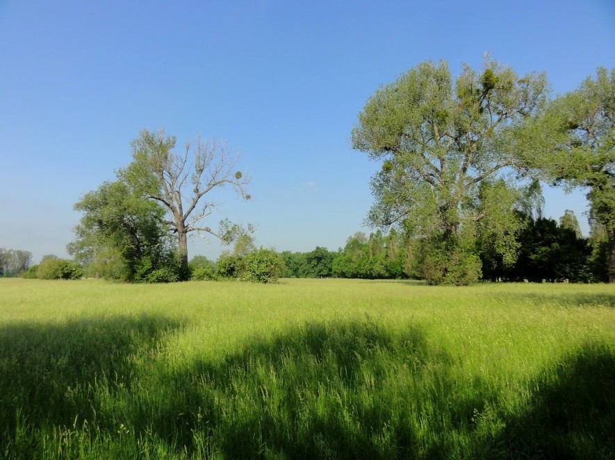 Der Blütengrund