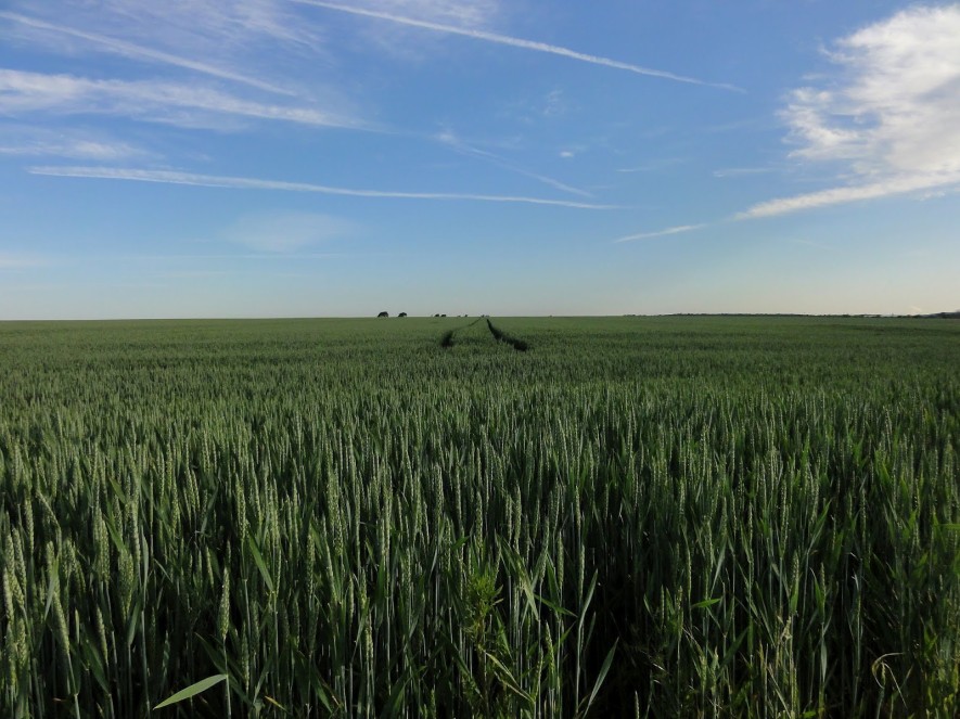 Getreidefelder wie in der Meseta