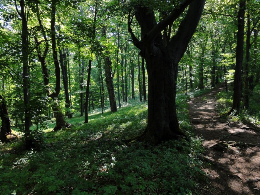 Die Pfade auf dem Hörselberg