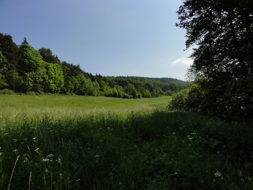 Lichtung am Fuß der Hörselberge