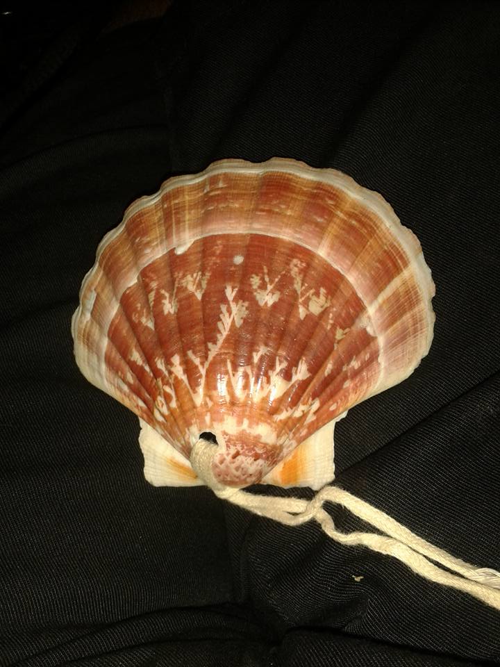 Jakobsmuschel Jakobsmuschel